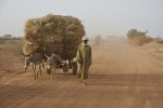 Credit: Aubrey Wade- Niamey..Men walking with their donkey carts loaded with cat