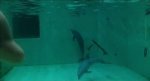 The conditions at the Münster dolphinarium are very poor