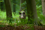 Wild boar, in the Forest of Dean!