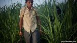 A child works the fields at Ingenio San Antonio, subsidiary of the Pellas Group