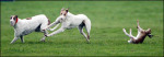 A hare tumbles after being struck at an Irish coursing event