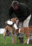 Hare Coursing: the "sport" that Boylesports keeps alive through sponsorship