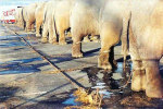 The Pavement World Of Ringling Brothers Elephants