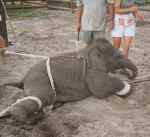 Baby Elephants Stretched And Beaten At Ringling Brothers