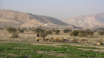 A Palestinian herding animals close to the village of Fasayil