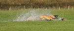 Hare being terrorised in waterlogged field at Irish coursineg event