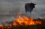 Cattle Ranch Generated Drought Harms Animals