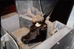 cow in slaughterhouse