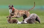 Greyhounds terrorise hare at coursing event