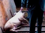 Pig dragged to slaughter