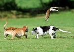 A hare is tossed about by dogs at an Irish coursing event