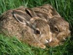 Hares in a tranquil setting...