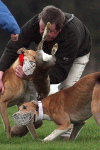 Another hare comes to grief at a coursing event...