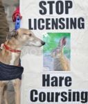 The campaign to ban hare coursing in Ireland continues...