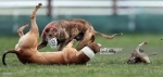 Hare coursing cruelty at Irish Cup event