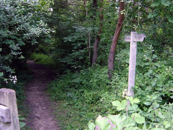 The path leading through the woods to the camp