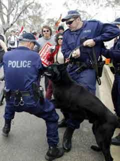 Police drug sniffer dogs