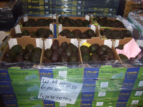 poor Agrexco still needs more land - these avocados are grown in Peru for them