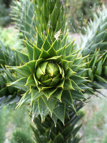 Young monkey puzzle tree