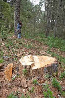 An illegally cut down tree.
