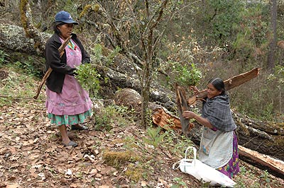 She also explains that the forest is a vital source of food and medicinal herbs.