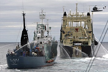 Whale hauled up slipway (Photo: Sea Shepherd)