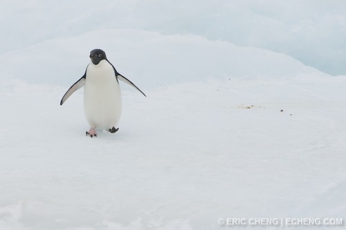 A penguin on an iceberg in Antarctica