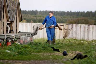 TWO FUR FARM RAIDS IN THREE DAYS, 10,000 MINK FREED (Denmark)