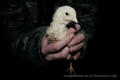 10 CHICKENS RESCUED FROM MEANINGLESS SUFFERING (Czech Republic)