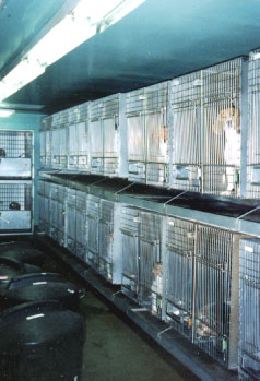 Beagles awaiting torture and death at Marshall USA