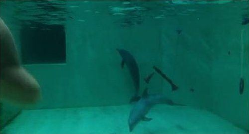 The conditions at the Münster dolphinarium are very poor