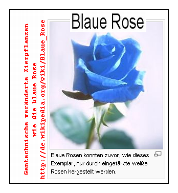 Gentechnische verändert: die blaue Rose