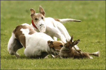 Hare coursing, the "sport" promoted by accessories that have now been withdrawn